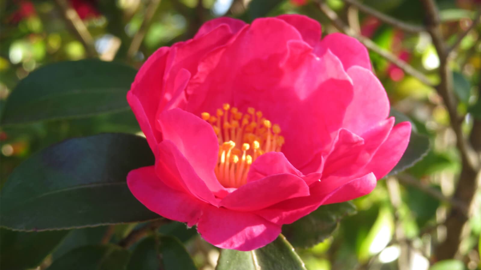 冬に楽しむサザンカ(山茶花)