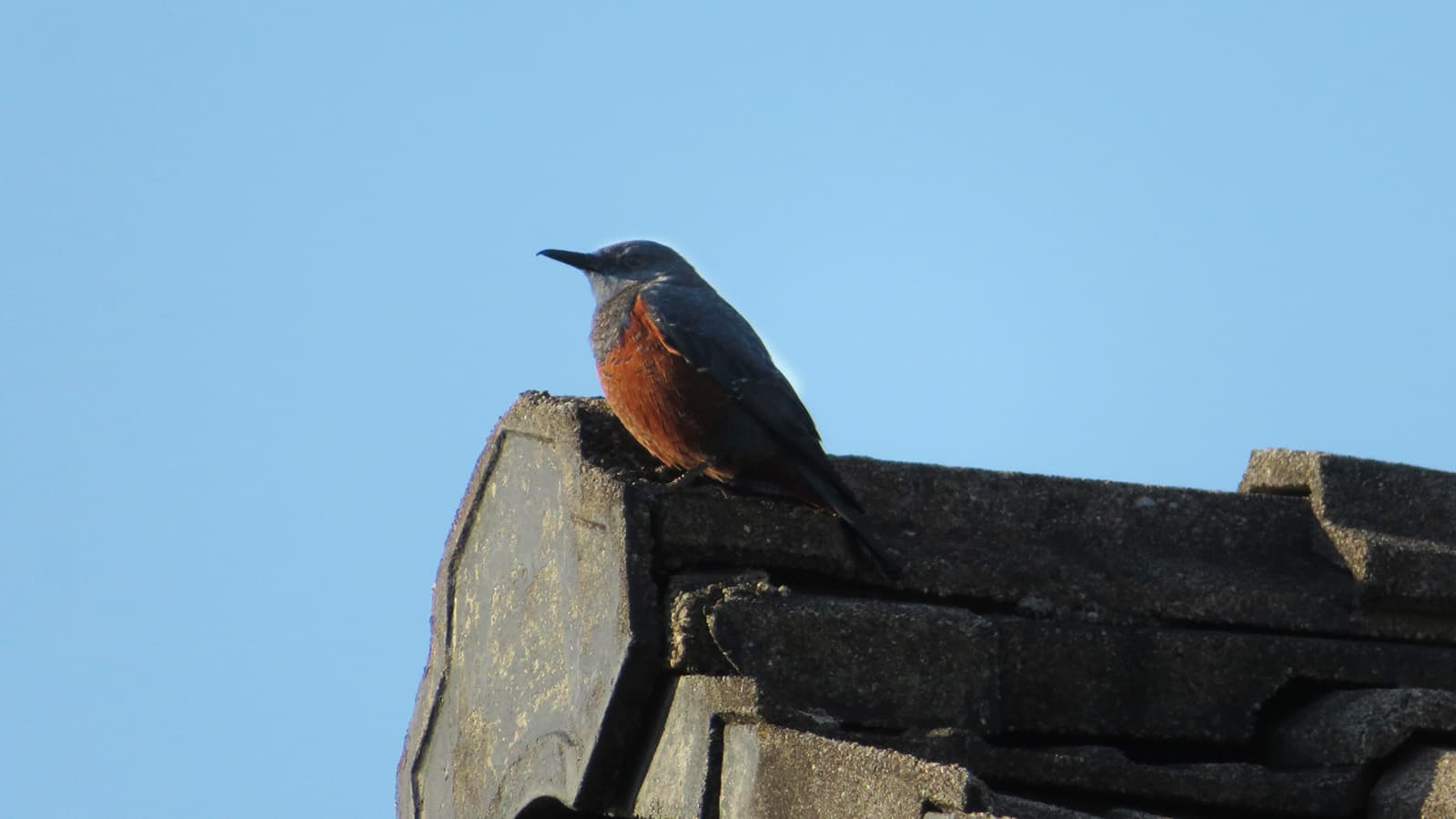 綺麗な歌声、イソヒヨドリに出会いました